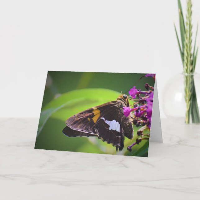 Borboleta, cartão (Frente)