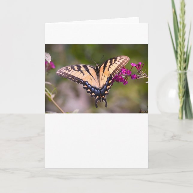 Borboleta, cartão (Frente)
