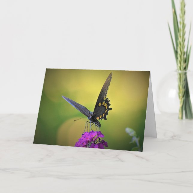 Borboleta, cartão (Frente)