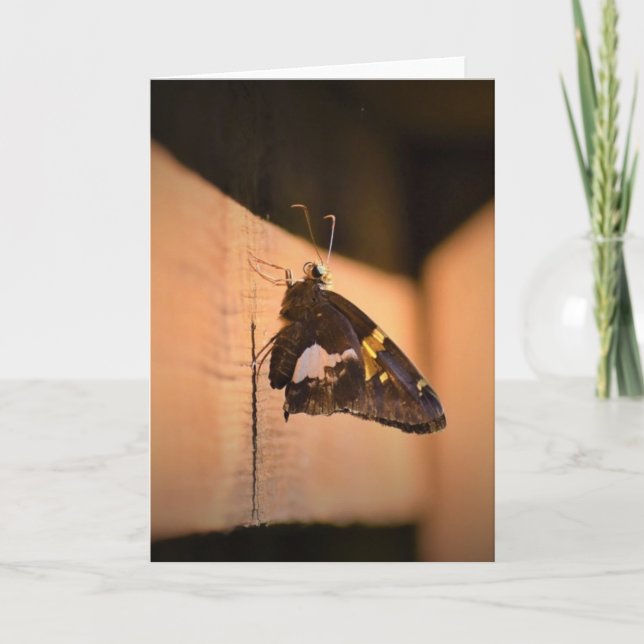 Borboleta, cartão (Frente)