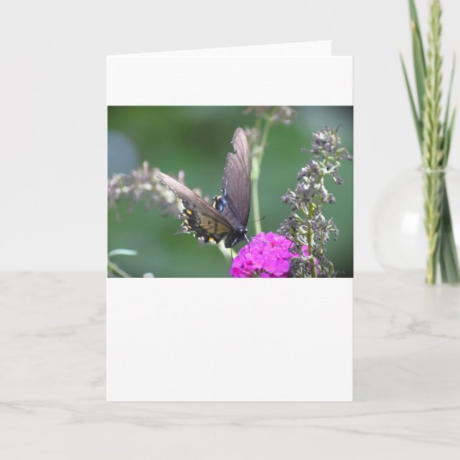 Borboleta, cartão (Frente)