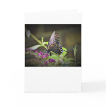 Borboleta, cartão