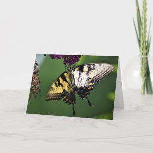Borboleta, cartão