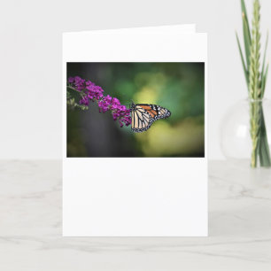 Borboleta, cartão