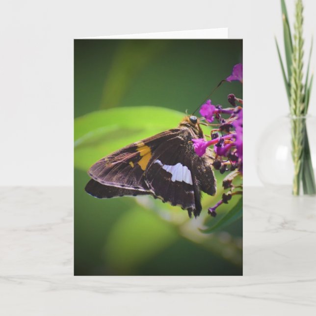 Borboleta, cartão (Frente)