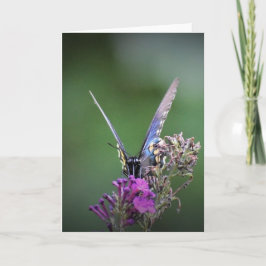 Borboleta, cartão