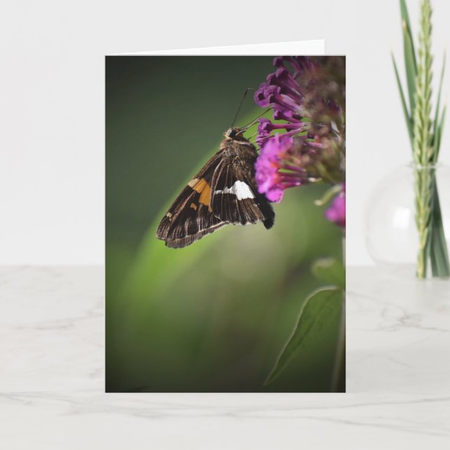 Borboleta, cartão (Frente)