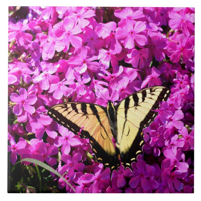 Borboleta-cauda-andorinha (Frente)