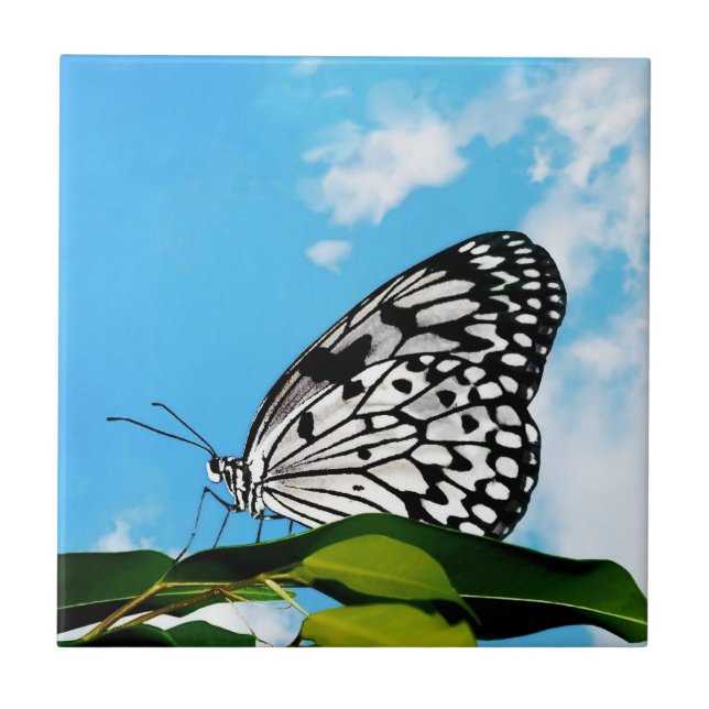 Borboleta & Céu (Frente)