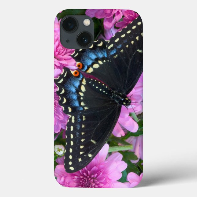 Borboleta Checkered de Baltimore (Verso)