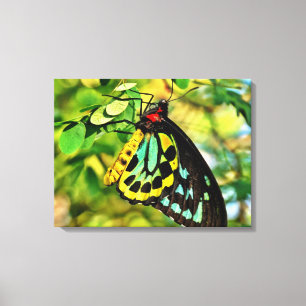 Borboleta colorida em canvas