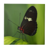 Borboleta com Folha Verde com Asas Negras e Vermel
