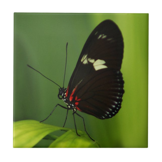 Borboleta com Folha Verde com Asas Negras e Vermel (Frente)