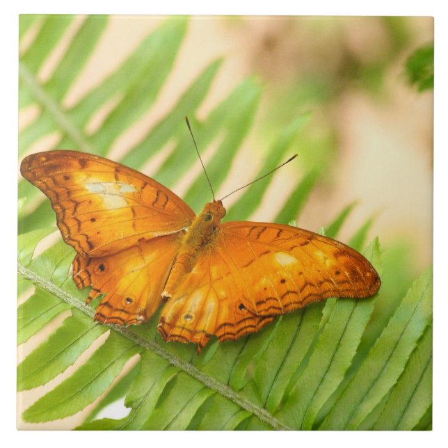 Borboleta crua (Frente)