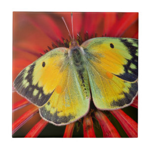 Borboleta da Alfafa em Flor de Cone