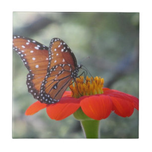 Borboleta da rainha no girassol mexicano