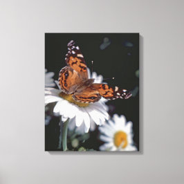 Borboleta Dama Pintada Americana Na Canvas Daisy