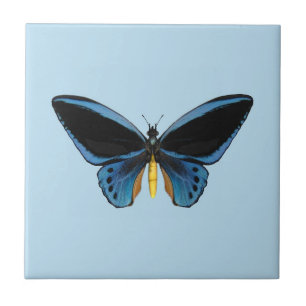 Borboleta de Birdwing