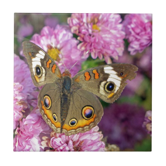 Borboleta de Buckeye Comum (Frente)