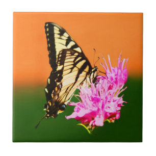 Borboleta-de-cauda-gigante