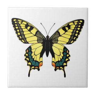 borboleta de cor vibrante