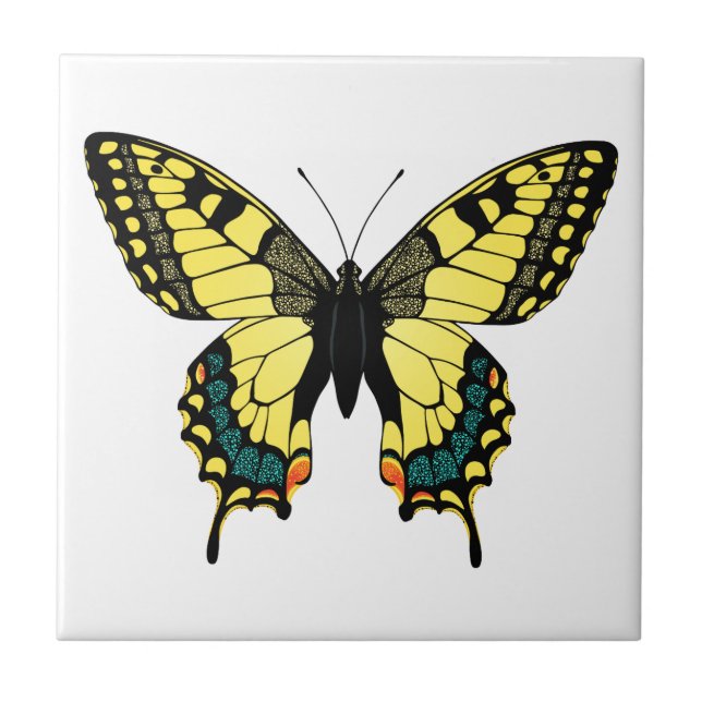 borboleta de cor vibrante (Frente)