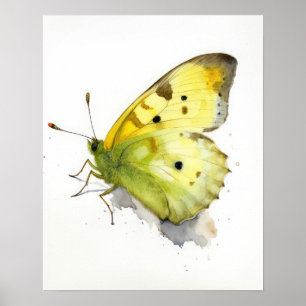 Borboleta de enxofre nua Impressão