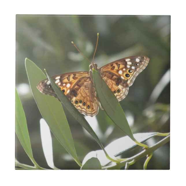 Borboleta de imperador da agreira (Frente)