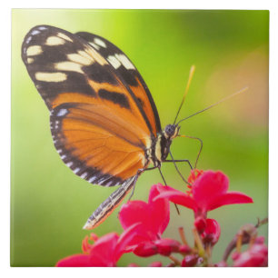 Borboleta de longa-asa sobre uma flor vermelha