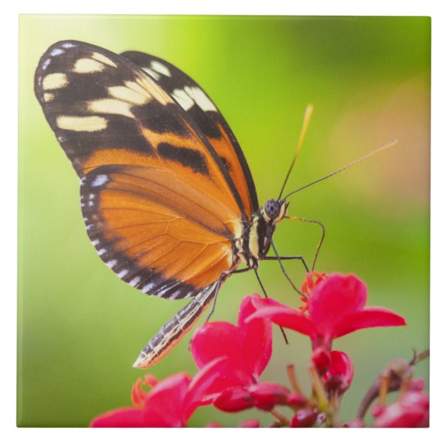Borboleta de longa-asa sobre uma flor vermelha (Frente)