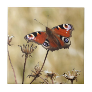 Borboleta de Peacock