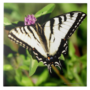Borboleta de Swallowtail do tigre. Papilio glacus.