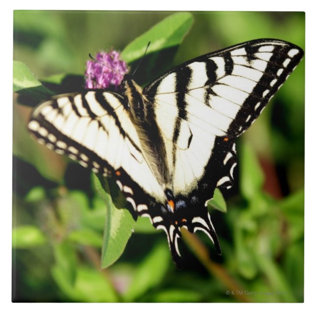 Borboleta de Swallowtail do tigre. Papilio glacus. (Frente)