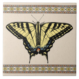 Borboleta-do-sudoeste