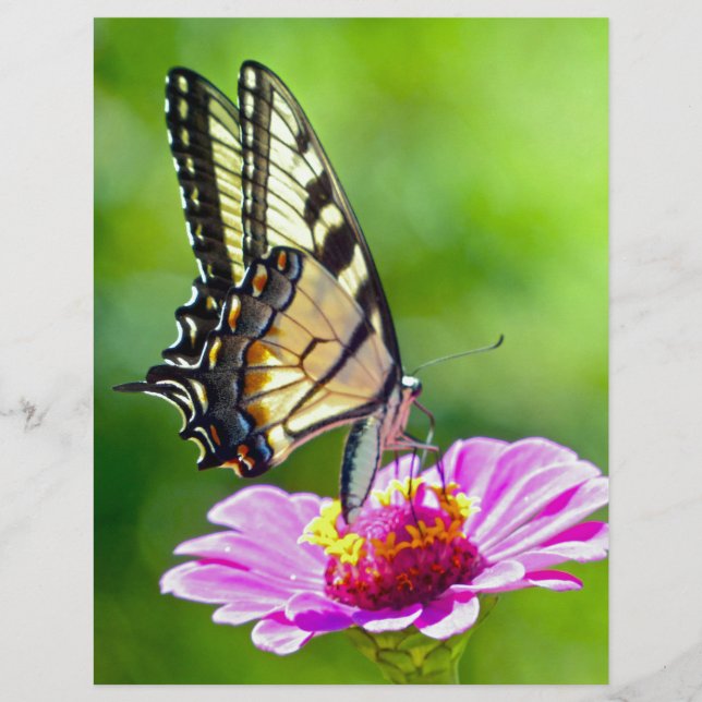 Borboleta do Swallowtail de Tigre (Frente)