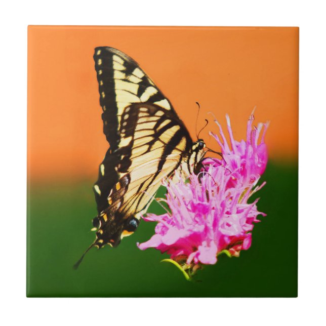 Borboleta do Swallowtail do Tigre Oriental (Frente)
