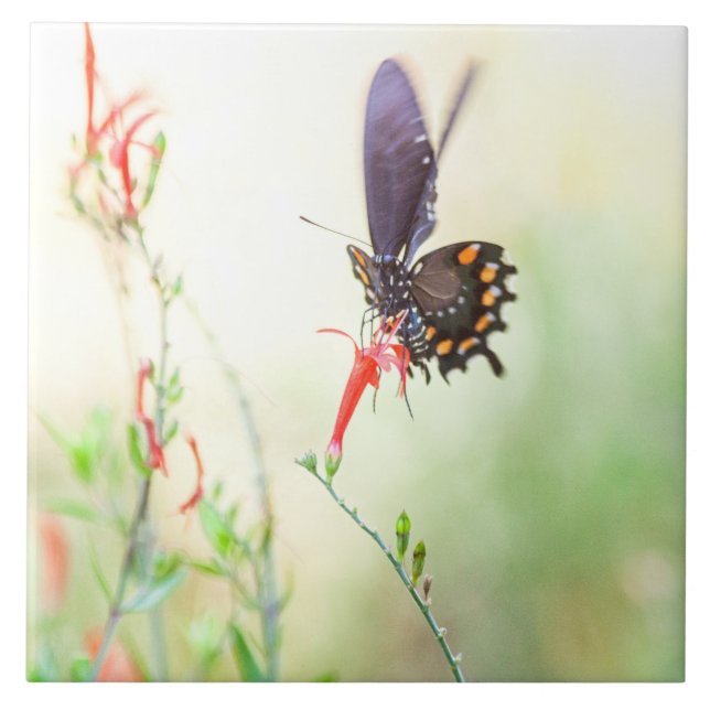Borboleta-do-vaso-pinheira (Frente)
