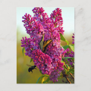 Borboleta e Abelha no Cartão Postal Lilac