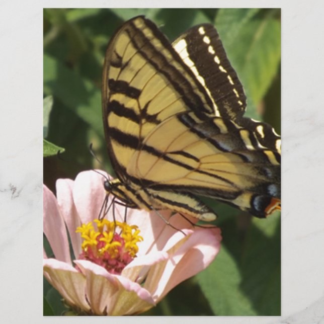 Borboleta e Flor (Frente)