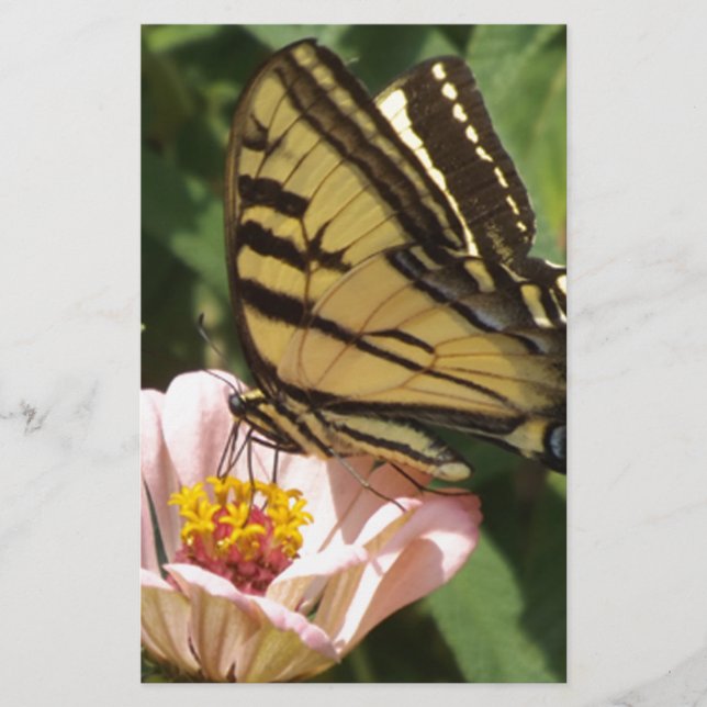 Borboleta e Flor (Frente)