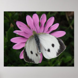Borboleta e Impressão de Flor Rosa