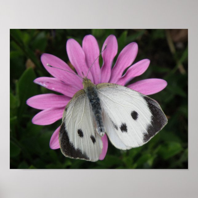 Borboleta e Impressão de Flor Rosa (Frente)