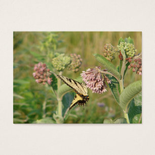 Borboleta e Milkweed