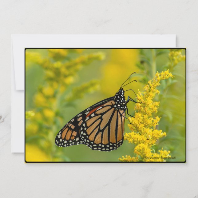 Borboleta e Ragweed - Cartão de Saudação Plano (Frente)