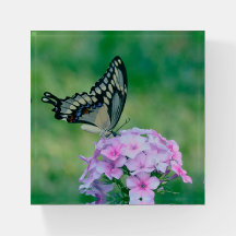 Borboleta Em Flores Rosa, Peso-Do-Papel