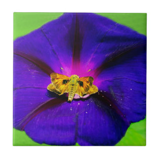 Borboleta em Gloire do Matin