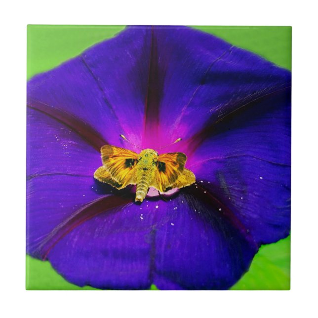 Borboleta em Gloire do Matin  (Frente)