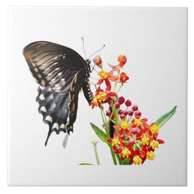 Borboleta em Milkweed Blooms, em branco (Frente)