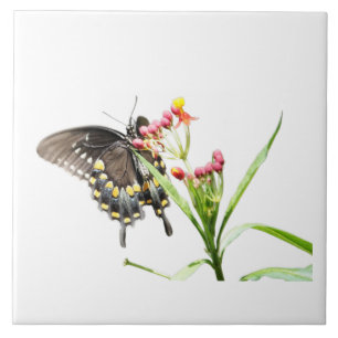 Borboleta em Milkweed Blooms, em branco