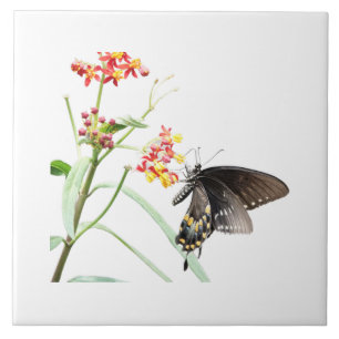 Borboleta em Milkweed Blooms, em branco